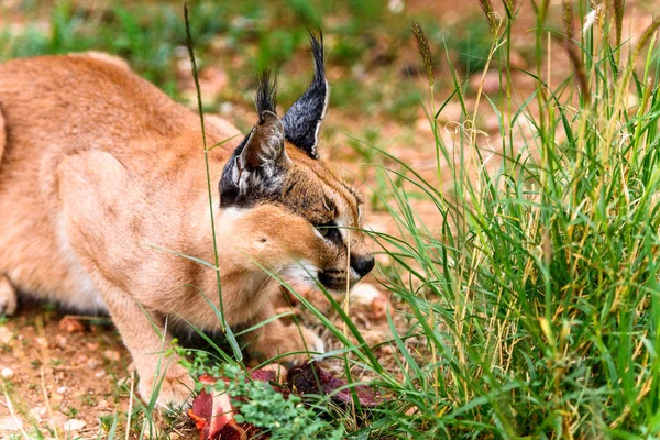 Caracal Comiendo Carne Santuario Vida Silvestre Naankuse Namibia África — Foto de Stock