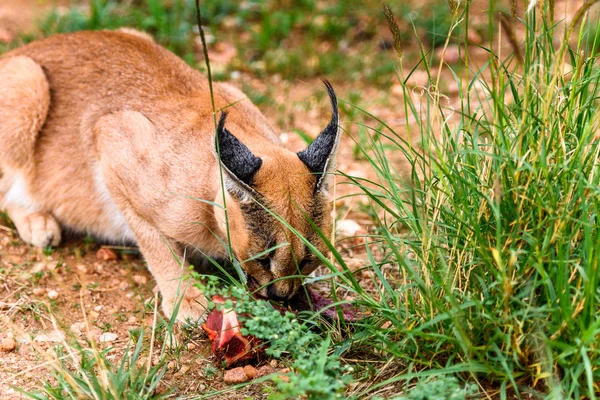 Caracal Vlees Eten Het Naankuse Wildlife Sanctuary Namibië Afrika — Stockfoto