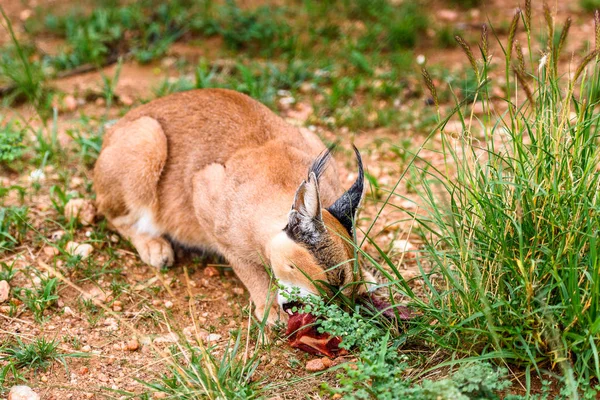 Caracal Vlees Eten Het Naankuse Wildlife Sanctuary Namibië Afrika — Stockfoto