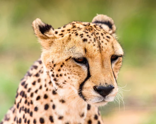 Portrait of a Cheetah at the Naankuse Wildlife Sanctuary, Namibia, Africa