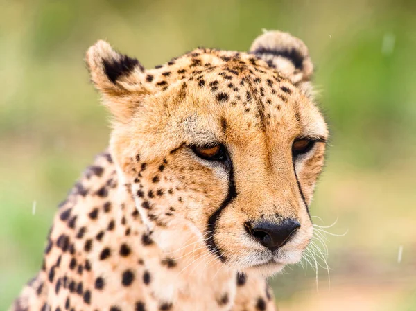 Portréja Gepárd Naankuse Wildlife Sanctuary Namíbia Afrika — Stock Fotó