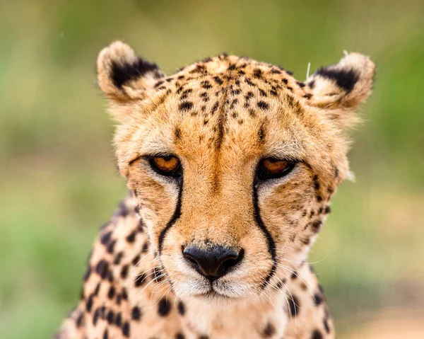 Portrait Cheetah Naankuse Wildlife Sanctuary Namibia Africa — Stock Photo, Image