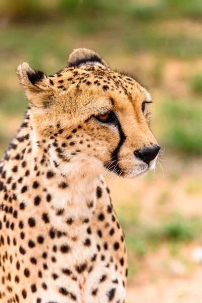 Portrait of a Cheetah at the Naankuse Wildlife Sanctuary, Namibia, Africa