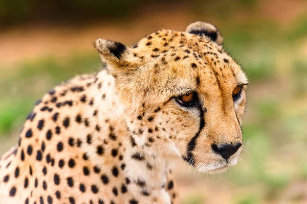 Porträtt Gepard Vid Naankuse Wildlife Sanctuary Namibia Afrika — Stockfoto