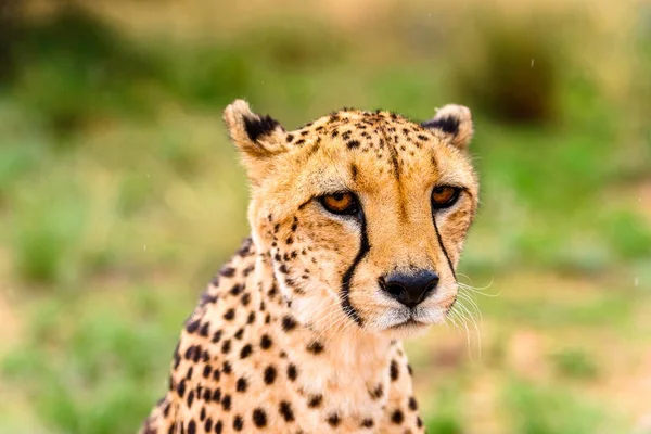 Portrait Cheetah Naankuse Wildlife Sanctuary Namibia Africa — Stock Photo, Image