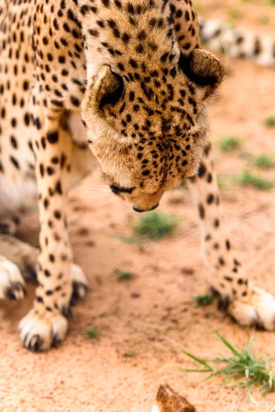 Portrét Gepard Naankuse Namibie Afriky — Stock fotografie