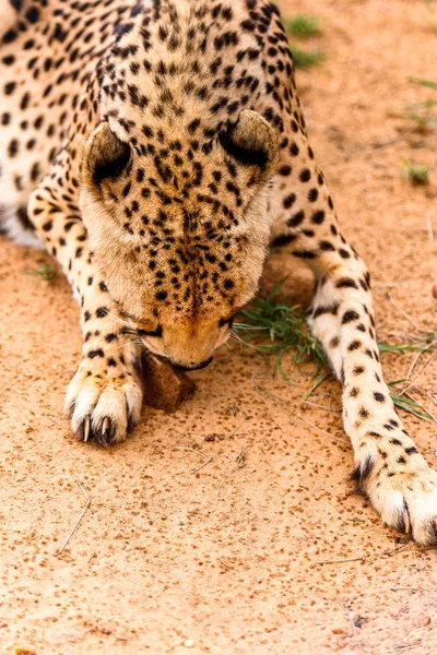 Retrato Uma Chita Santuário Vida Selvagem Naankuse Namíbia África — Fotografia de Stock