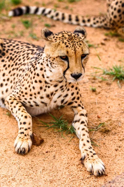 Portrait Cheetah Naankuse Wildlife Sanctuary Namibia Africa — Stock Photo, Image