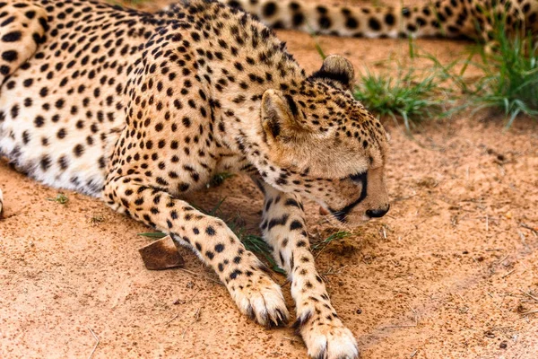 Retrato Guepardo Santuario Vida Silvestre Naankuse Namibia África — Foto de Stock