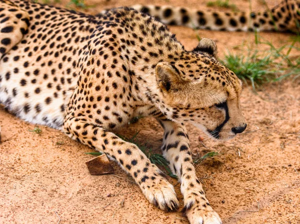 Portret Van Een Cheetah Het Naankuse Wildlife Sanctuary Namibië Afrika — Stockfoto