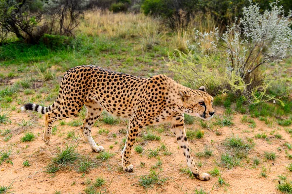 Cheetah Close View Naankuse Wildlife Sanctuary Namíbia África — Fotografia de Stock
