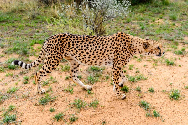 Cheetah Close View Naankuse Wildlife Sanctuary Namíbia África — Fotografia de Stock