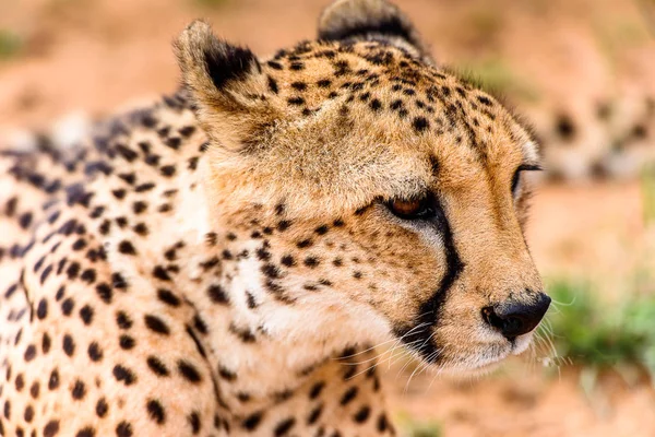 Cheetah Nära Syn Naankuse Wildlife Sanctuary Namibia Afrika — Stockfoto