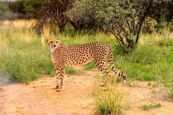 Geparden Aus Nächster Nähe Naankuse Wildschutzgebiet Namibia Afrika — Stockfoto