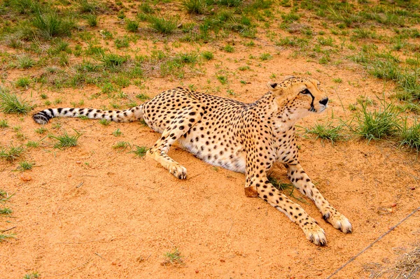 Gepárd Közeli Kilátás Naankuse Wildlife Sanctuary Namíbia Afrika — Stock Fotó