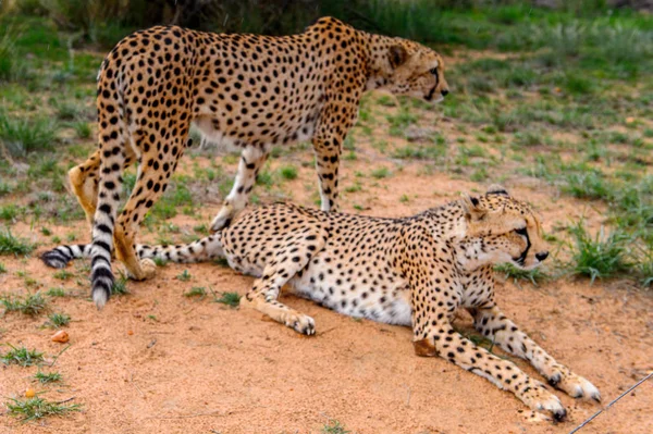 Geparden Aus Nächster Nähe Naankuse Wildschutzgebiet Namibia Afrika — Stockfoto