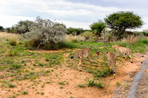 ナミビア ナミビア ナンクセ野生動物保護区でチーターの近視 — ストック写真