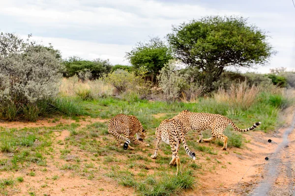 ナミビア ナミビア ナンクセ野生動物保護区でチーターの近視 — ストック写真