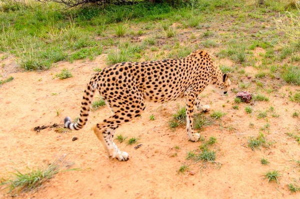 Guépard Vue Rapprochée Naankuse Wildlife Sanctuary Namibie Afrique — Photo