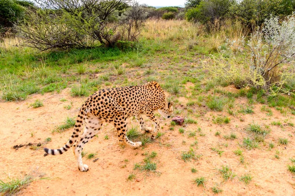 Guépard Vue Rapprochée Naankuse Wildlife Sanctuary Namibie Afrique — Photo