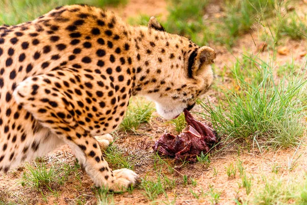 Cheetah Vista Cerca Santuario Vida Silvestre Naankuse Namibia África —  Fotos de Stock