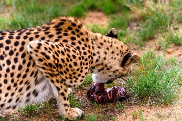 Cheetah Pemandangan Dekat Naankuse Wildlife Sanctuary Namibia Afrika — Stok Foto
