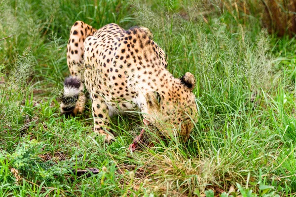 Gepárd Közeli Kilátás Naankuse Wildlife Sanctuary Namíbia Afrika — Stock Fotó