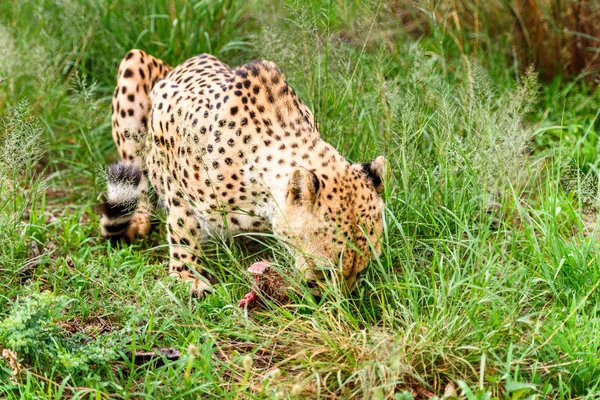 Gepárd Közeli Kilátás Naankuse Wildlife Sanctuary Namíbia Afrika — Stock Fotó