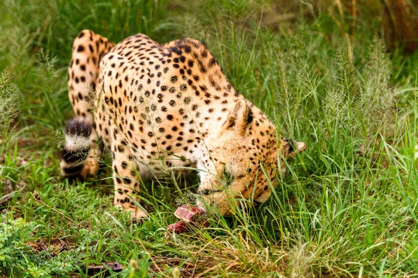 Närbild Cheetah Vid Naankuse Wildlife Sanctuary Namibia Afrika — Stockfoto