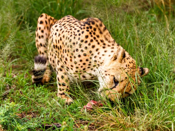Blízký Gepard Rezervaci Naankuse Namibii Africe — Stock fotografie