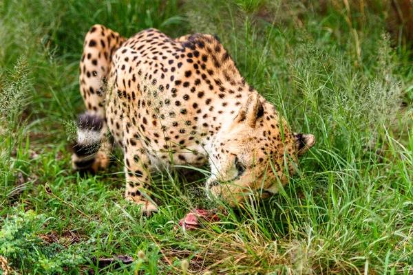 Close Cheetah Naankuse Wildlife Sanctuary Namibia Africa — Stock Photo, Image