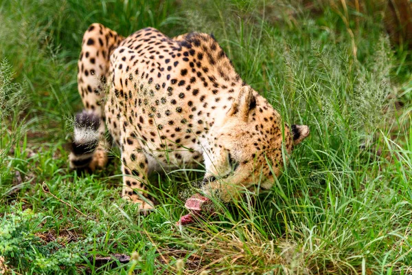 Zbliżenie Cheetah Naankuse Wildlife Sanctuary Namibia Afryka — Zdjęcie stockowe