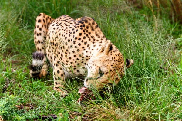 Close up of a Cheetah at the Naankuse Wildlife Sanctuary, Namibia, Africa