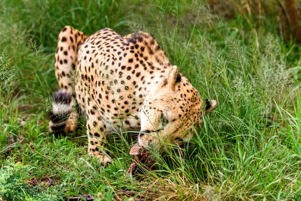 Close Cheetah Naankuse Wildlife Sanctuary Namibia Africa — Stock Photo, Image