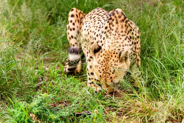 Gros Plan Guépard Naankuse Wildlife Sanctuary Namibie Afrique — Photo