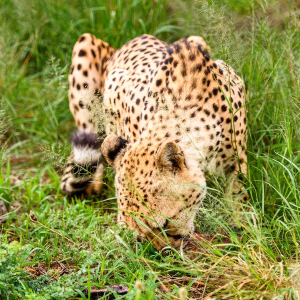 Close Cheetah Naankuse Wildlife Sanctuary Namibia Africa — Stock Photo, Image