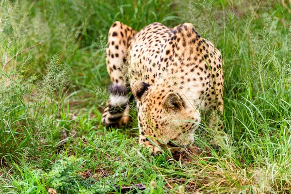 Close up of a Cheetah at the Naankuse Wildlife Sanctuary, Namibia, Africa