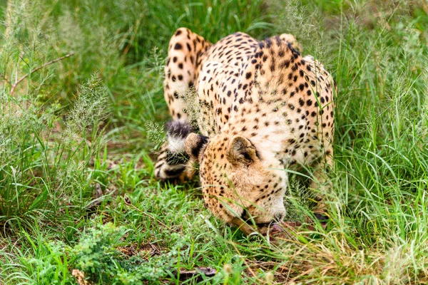 Close Van Een Cheetah Het Naankuse Wildlife Sanctuary Namibië Afrika — Stockfoto