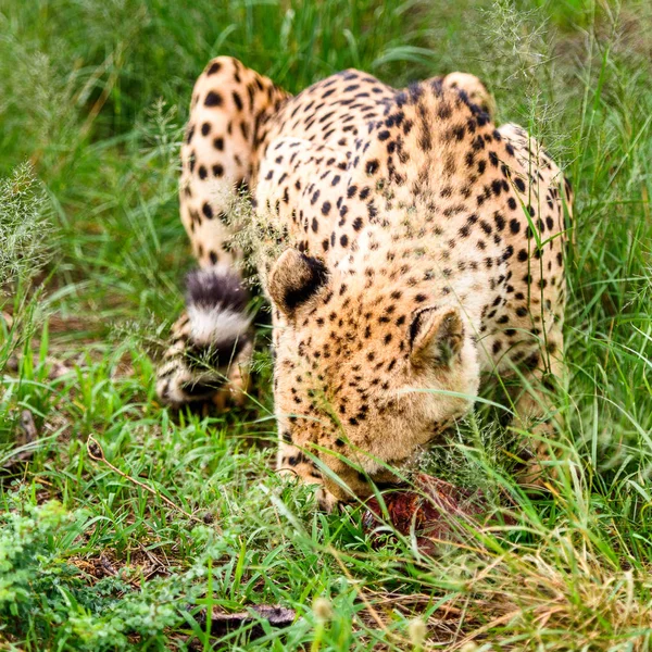 Close Cheetah Naankuse Wildlife Sanctuary Namibia Africa — Stock Photo, Image