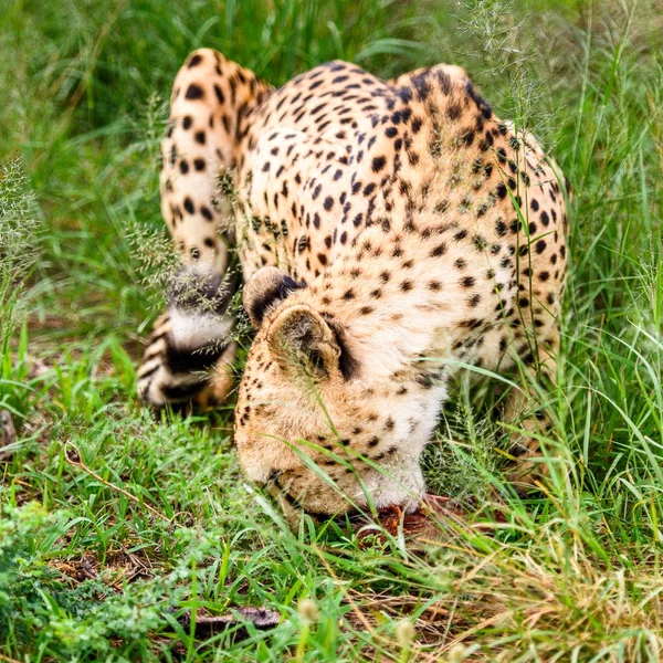 Dekat Dengan Cheetah Suaka Margasatwa Naankuse Namibia Afrika — Stok Foto