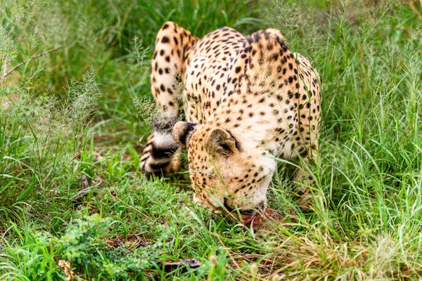 Közelről Egy Gepárd Naankuse Wildlife Sanctuary Namíbia Afrika — Stock Fotó