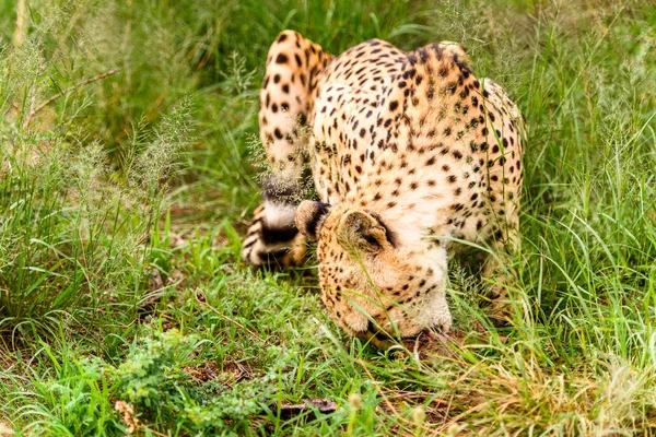 Közelről Egy Gepárd Naankuse Wildlife Sanctuary Namíbia Afrika — Stock Fotó