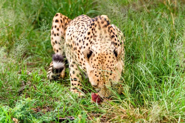 非洲纳米比亚纳米比亚纳安库斯野生动物保护区的猎豹特写 — 图库照片
