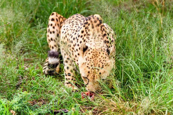 Närbild Cheetah Vid Naankuse Wildlife Sanctuary Namibia Afrika — Stockfoto