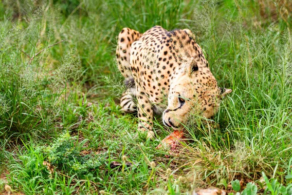 Dekat Dengan Cheetah Suaka Margasatwa Naankuse Namibia Afrika — Stok Foto