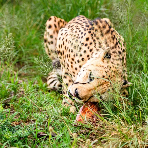 Nahaufnahme Eines Geparden Naankuse Wildschutzgebiet Namibia Afrika — Stockfoto