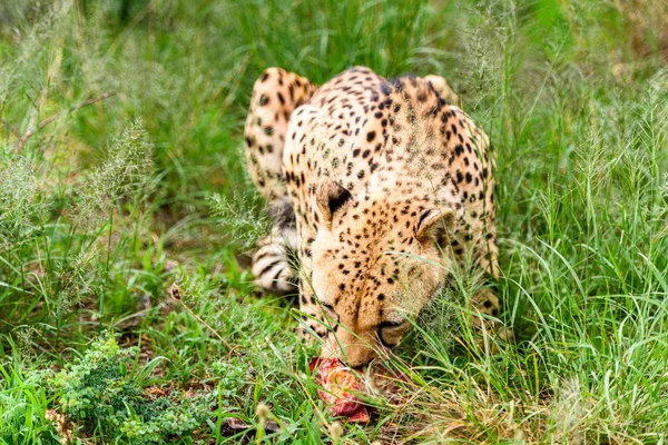 Blízký Gepard Rezervaci Naankuse Namibii Africe — Stock fotografie