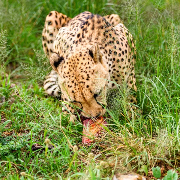 非洲纳米比亚纳米比亚纳安库斯野生动物保护区的猎豹特写 — 图库照片