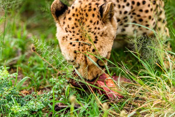 Close Van Een Cheetah Het Naankuse Wildlife Sanctuary Namibië Afrika — Stockfoto