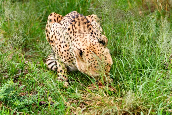 Közelről Egy Gepárd Naankuse Wildlife Sanctuary Namíbia Afrika — Stock Fotó